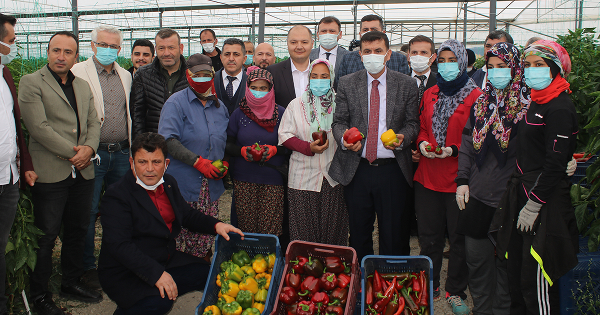 Burdur'da deneme amaçlı ekilen endüstriyel alanda kullanılacak kenevir hasadı yapıldı.