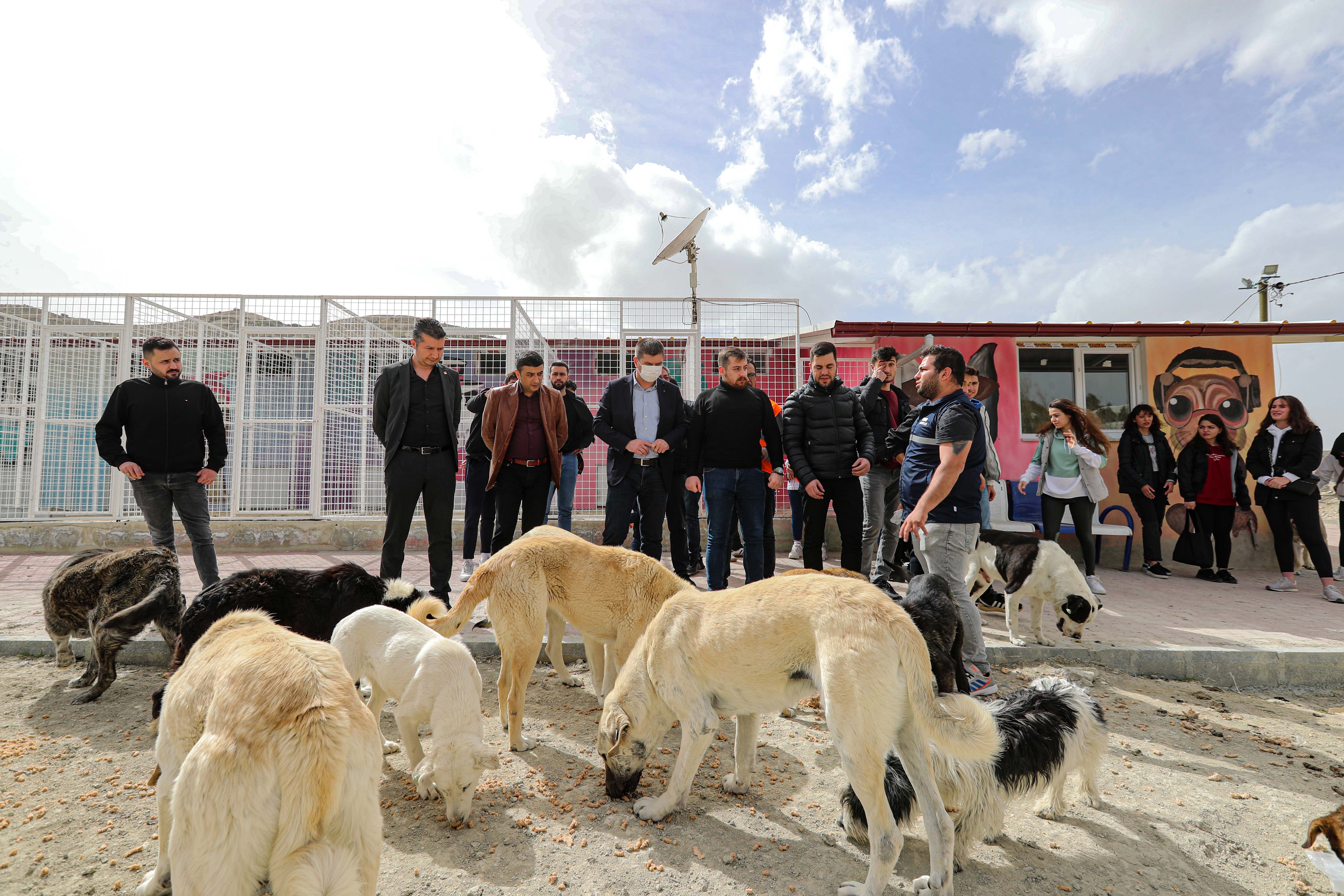 Başkan Ercengiz, 4 Nisan Dünya Sokak Hayvanları Günü'nü unutmadı